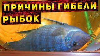 Why do fish die in an aquarium! Causes of death of aquarium fish! TOP 7 causes of fish death!