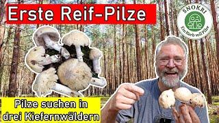 Der Reifpilz ist da - Abwechslungsreiche Pilz Tour in drei Kiefernwäldern Ende August 2024