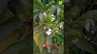 Justicia adhatoda - #sarvaroganivarini | asthma - respiratory diseases control |#medicinalplants9