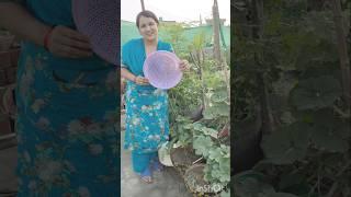 Positivity चाहिए / #terracegarden #harvesting #fertilizer #organicgardening #growvegetable#tips