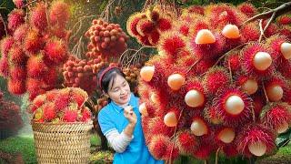 Harvesting SWEET Tropical Rambutan Go To Market Sell,Make Bamboo Fence | Ella New Life