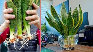 How to grow aquatic tiger tongue plant, effective in removing toxins in the air