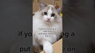 Bella thinks you're awesome ️ #catshorts #cat #fluffycat #ragdollcat  #goodvibes #animals #pets
