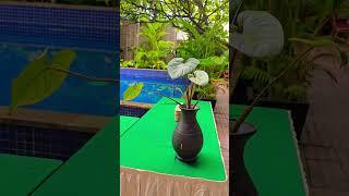 Simple Plant, Serene Space  | Creative Gardens & Plants