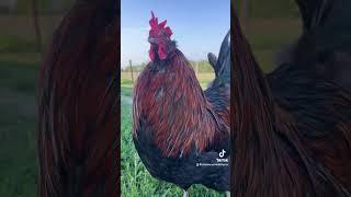 Hands off has always worked best for us! #chickens #backyardchickens #shortsfeed #fyp