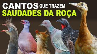 CANTOS DE AVES que TRAZEM SAUDADES DA ROÇA | VIDA NO CAMPO | VIDA NA ROÇA | DOCUMENTÁRIO "AVES"