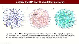 iMeta | Pan-cancer analyses reveal molecular and clinical characteristics of cuproptosis regulators