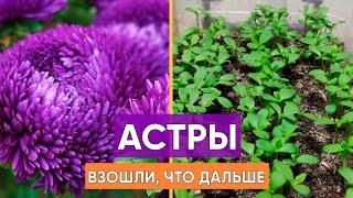 Астры взошли щеткой.  Что дальше? Правильное выращивание рассады астр!