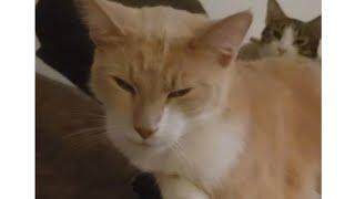 My cat Tiny says Happy Thanksgiving