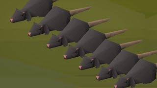 7 rats