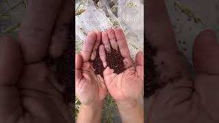 Time to save seeds 