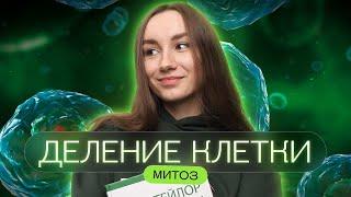 Деление клетки: митоз | Катя Грицай | Биология ЕГЭ