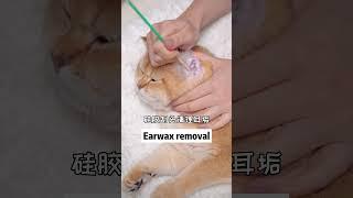 kitten‘s immersive Ear Treatment~ASMR | CatAlley #shorts #cat #mukbang #meow #kawaii #cute