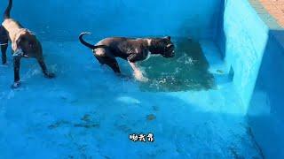 战神加纳利犬雷豹会抓鱼了，看见大鲤鱼兴奋的不行，这是要走娱乐路线吗？