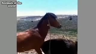 sex horse and donkey love