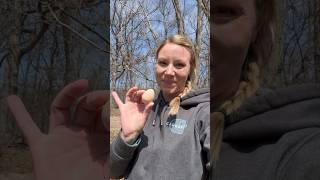 Happy to see this! I hope it continues!  #guineafowl #homesteading #egghunt