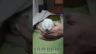 Sacred Baby*RU Котята породы Священная Бирма. Помет D1 Дата рождения17.10.2022