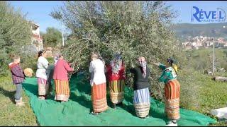 Reportage : les femmes du village Ait Bouada (Azzazga), perpétuent la tradition de Tiwizi