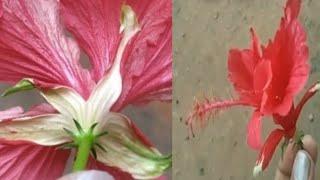 The difference in colour of hibiscus sepal will surely be a wonder for scientists.5 petal like part.