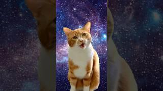 Iconic Cats Compilation ️ #funny #funnyanimals #cat #pets