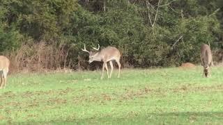 Deer with Chronic Wasting Disease