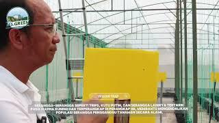 PERSIAPAN MASA TANAM MELON JEPANG || MS GREENHOUSE