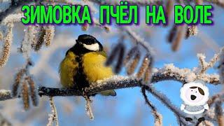 ЗИМОВКА ТОЛЬКО НАЧАЛАСЬ