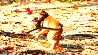 Baby Monkey Really Got Ki_dnaped By Bigger Monkey ! Vānarāḥ-KH