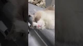 Yeah, I'm a bad guy. I woke up a sleeping kitten... #cat #cats #catshorts #catvideo #kitten #pets