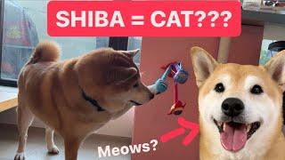 How I Trained My Shiba To Be More Like a Cat