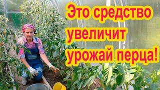 Как увеличить урожай перцев