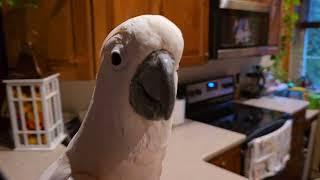 Getting Ready For Work With A Cockatoo!