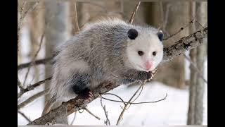 Possum Sounds