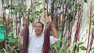 Growing Long Bean From Seeds At Home, Easy For Beginner, Purple Long Bean, RED SNAKE BEAN Planting