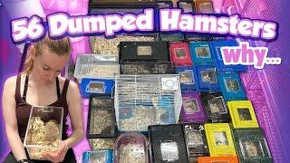 Rescuing 56 Dumped Hamsters! | Munchie's Place