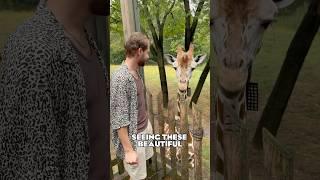 Feeding Giraffes in NYC?? YES & It's Incredible! ️ | #shorts #newyork #giraffefeeding