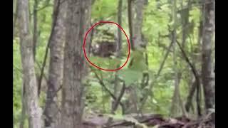 Georgia Bigfoot Like Creature Caught on Video by Late Evening Hiker