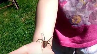 Kątnik domowy większy - Tenegaria atrica - arachnofobia