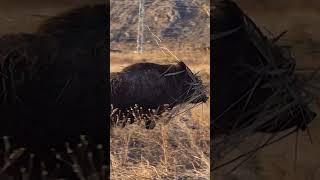 Giant Swamp Monster  Wild Boar in Camouflage!
