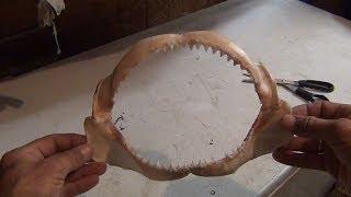 How To Clean a Shark Jaw