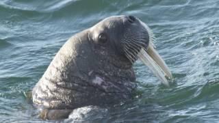 Морж | Odobenus rosmarus | Walrus