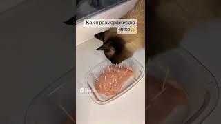 как обмануть кота