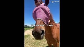 Pretty much the same thing   #horse #money