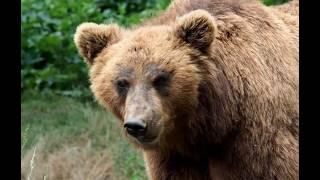 24 Minutes Of Terrifying Bear Attacks