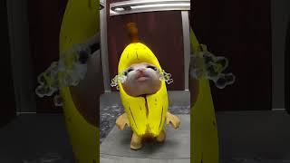 Banana Cat And Whiny Situation (Remastered)