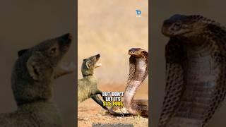 This is why cobras are afraid of mongooses!