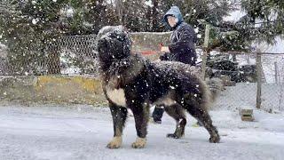 BLACK DOG IN THE SNOW