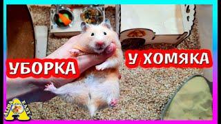 Уборка у хомяков /  Отобрали припасы у ФАННИ / Хомяк умеет писать / Alisa Easy Pets