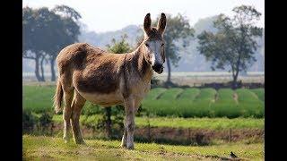 DONKEY - The Stubborn Animal