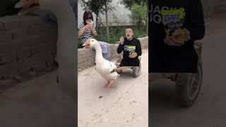 البطة البطة  | Duck duck 